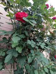Rosa