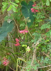 Erythrina herbacea image