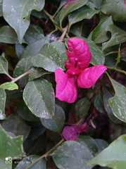 Bougainvillea