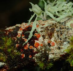 Haematomma babingtonii image