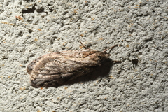 Semioscopis aurorella