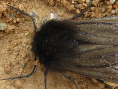 Epatolmis luctifera