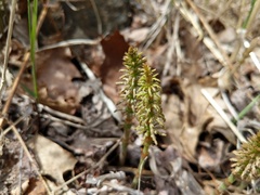 Equisetum sylvaticum