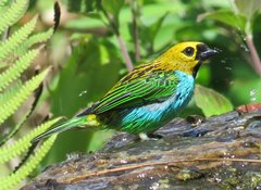 Tangara cyanoventris