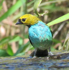 Tangara cyanoventris