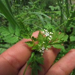 Valeriana chaerophylloides
