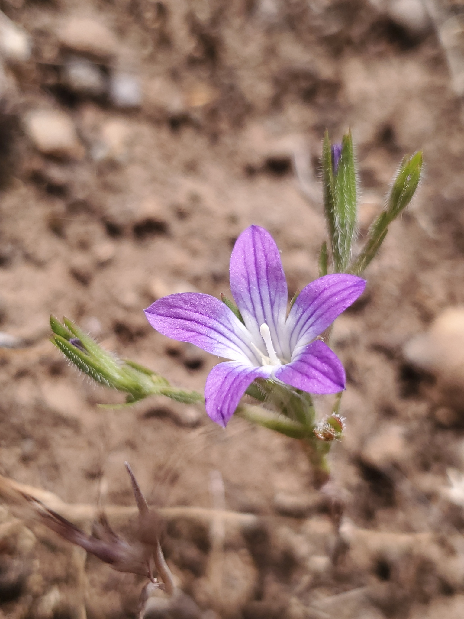 Githopsis pulchella ssp. campestris