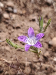 Githopsis pulchella campestris