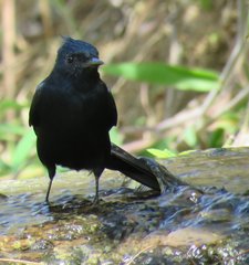 Knipolegus lophotes