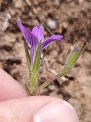 Githopsis pulchella campestris