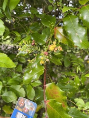 Berberis aquifolium