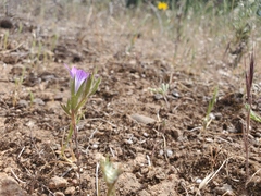 Githopsis pulchella campestris