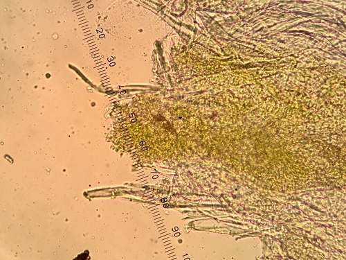 Chaenothecopsis savonica image