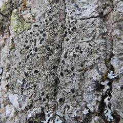 Bacidia schweinitzii