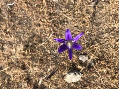 Brodiaea elegans