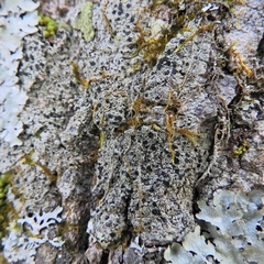 Bacidia schweinitzii