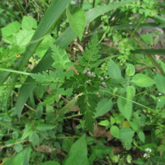 Valeriana chaerophylloides