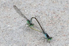 Ischnura damula