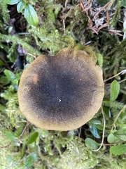 Cortinarius clandestinus