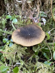 Cortinarius clandestinus