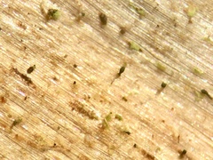 Microcalicium ahlneri