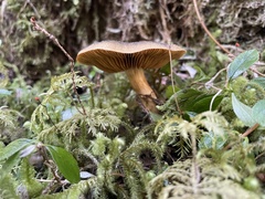 Cortinarius clandestinus