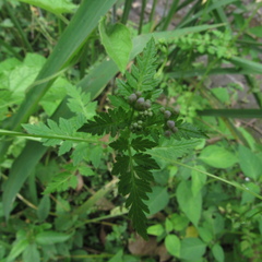 Valeriana chaerophylloides