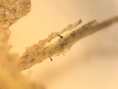 Microcalicium ahlneri