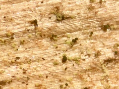 Microcalicium ahlneri
