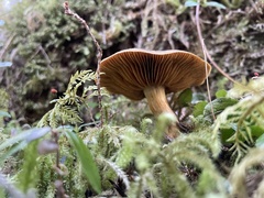 Cortinarius clandestinus