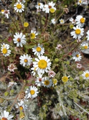 Amauria rotundifolia