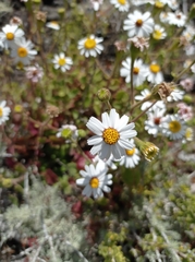 Amauria rotundifolia