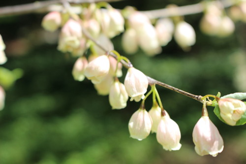 Pieris