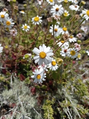 Amauria rotundifolia