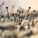 Chaenotheca brunneola - Photo (c) Tomás Curtis, algunos derechos reservados (CC BY-NC), subido por Tomás Curtis