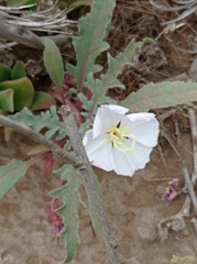Oenothera wigginsii