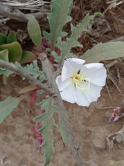 Oenothera wigginsii