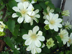 Clematis patens