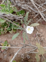 Oenothera wigginsii