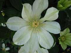 Clematis patens