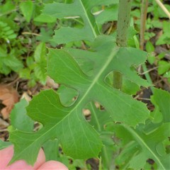 Lactuca ludoviciana