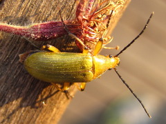 Cteniopinus hypocrita