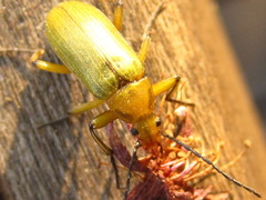 Cteniopinus hypocrita