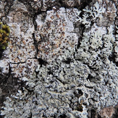 Lecanora glabrata