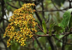 Dendrophorbium