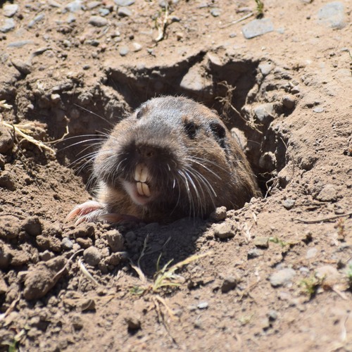 Botta's Pocket Gopher