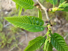 Castanea crenata