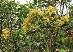 Dendrophorbium