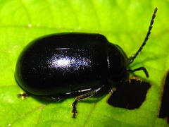 Agelastica coerulea
