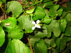 Viola arcuata